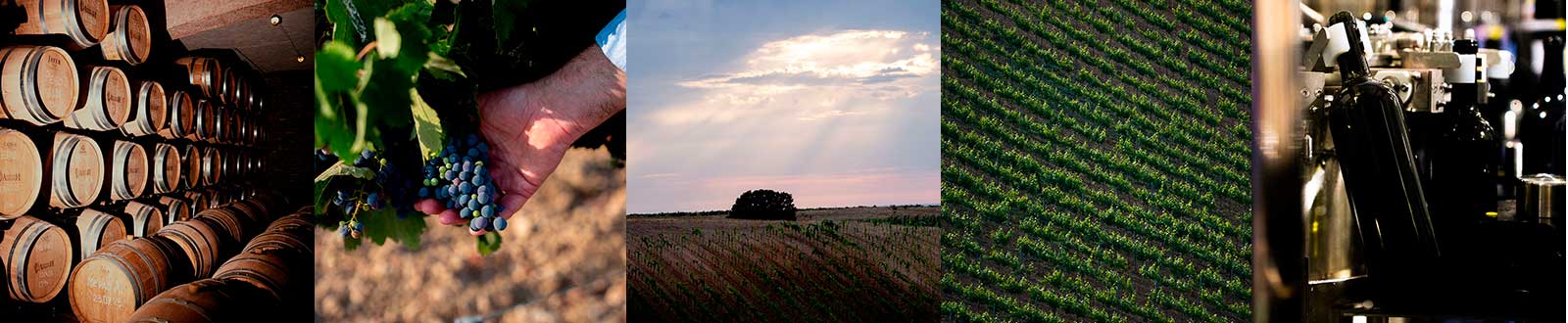 Винодельня Аранчи виноградники