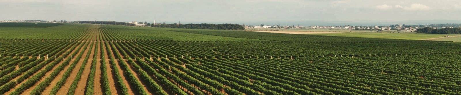 Виноградники Фанагории