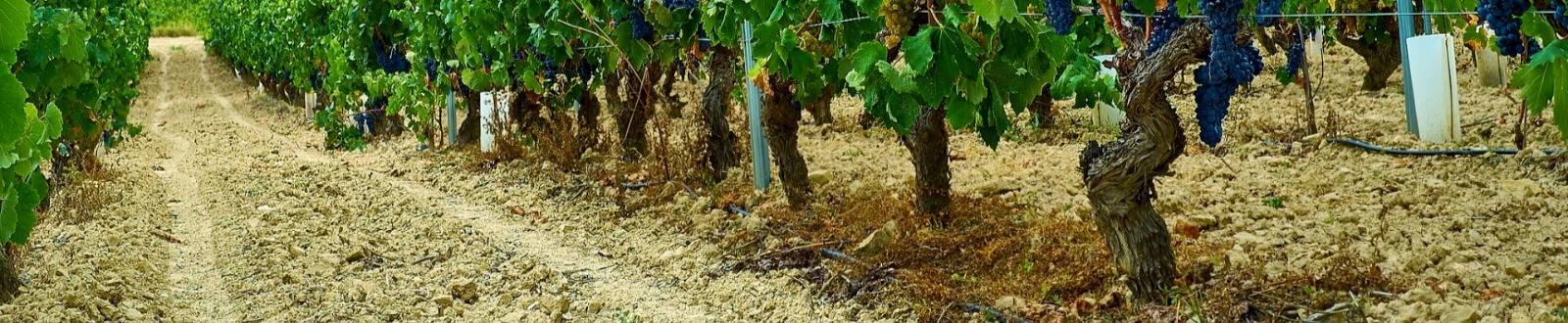 Виноградник винное хозяйство Раевское