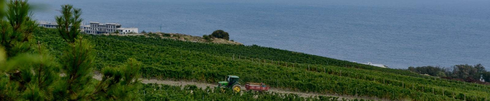 Виноградники Сант Даниля