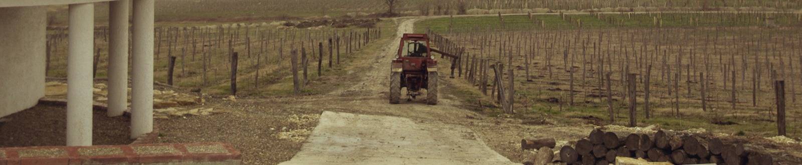 Саук-Дере виноградники осенью