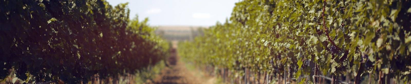 Виноградник Валерия Захарьина