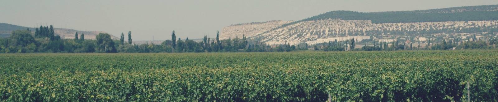 виноградники Акчурина