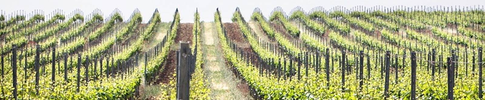 Виноградник Альма Валлей