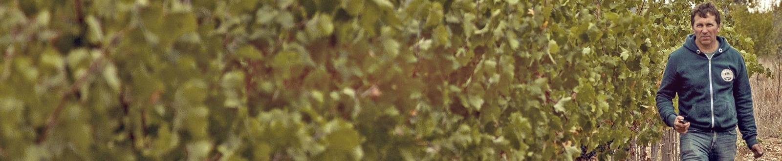 Виноградник Сергей Бескаравайного