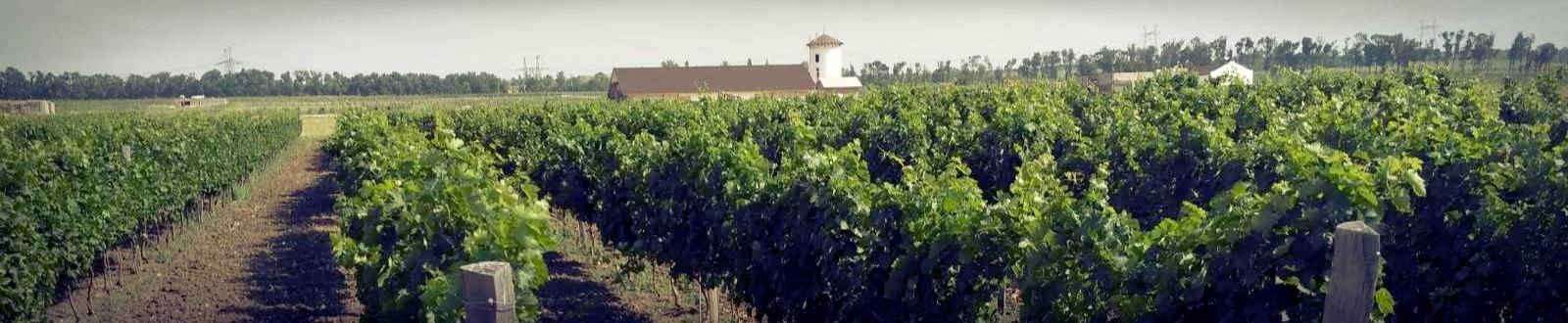 Виноградники Бердяева