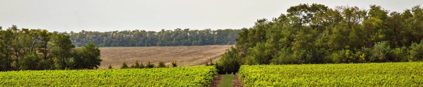 Виноградник Эльбузд