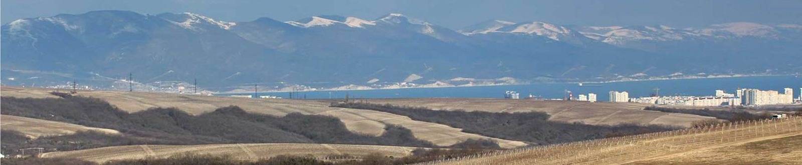 мысхако виноградники зимой