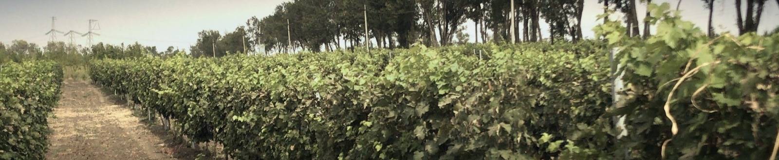 Винодельня Вальма