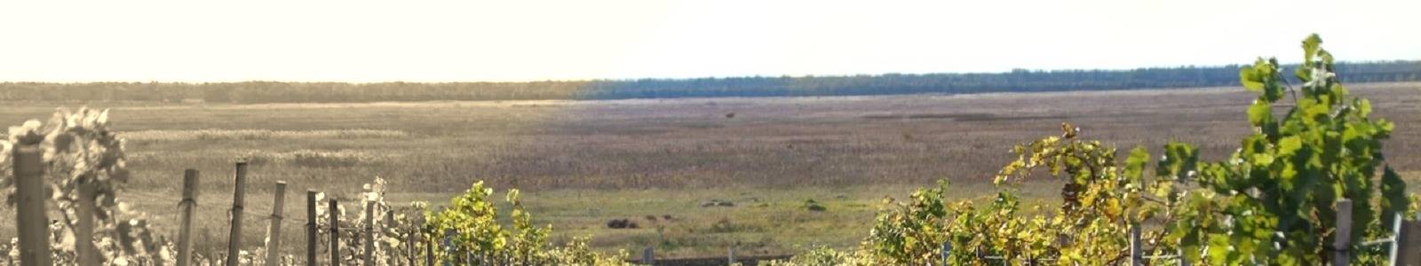 Виноградники Приазовского винного дома