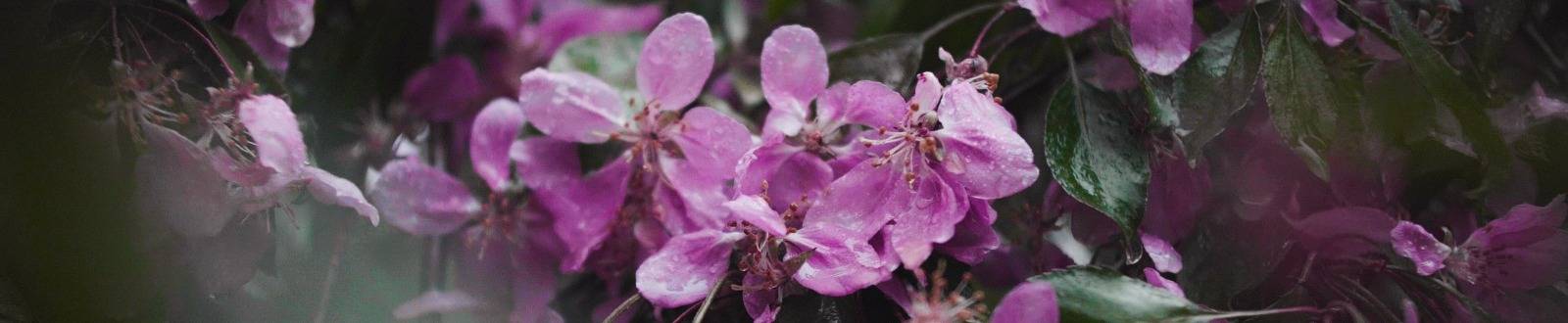 Сады Бюльви