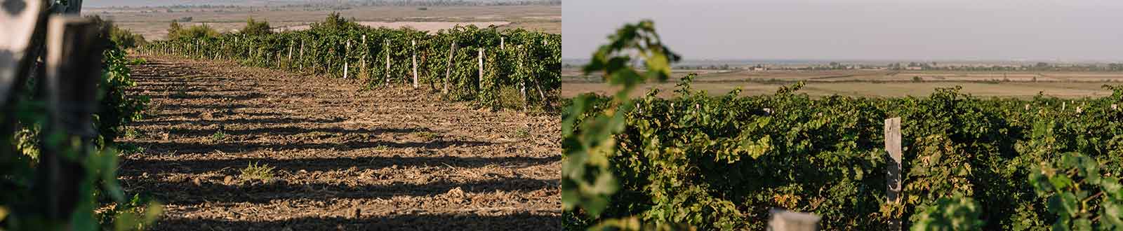 Винный Дом Гирлянное