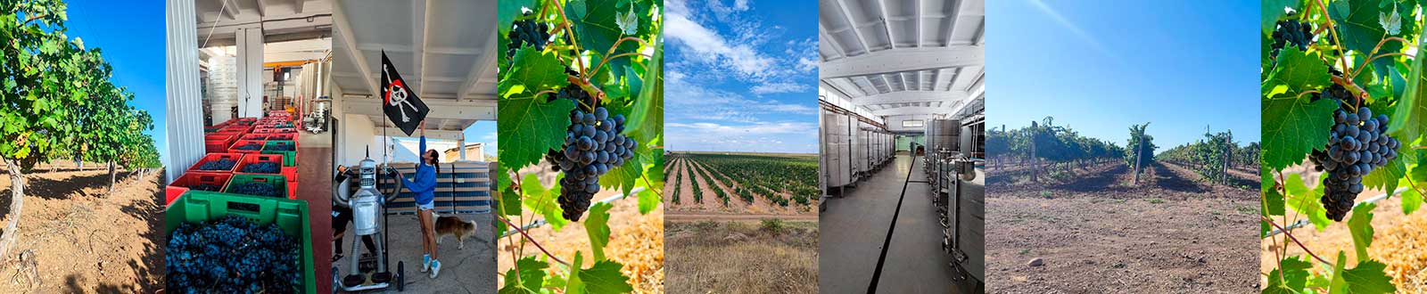 Вайнкрафт фон