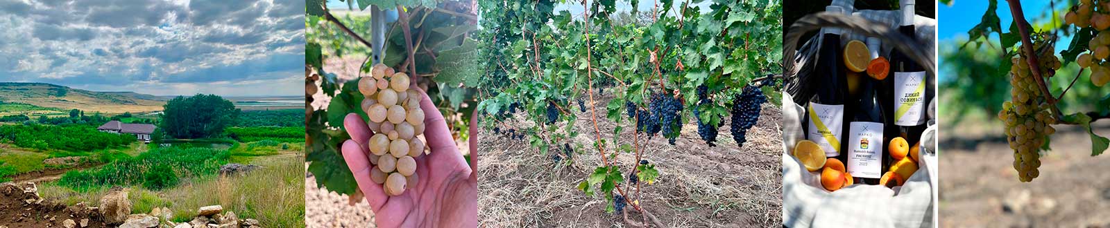 Винодельня Марко фотографии