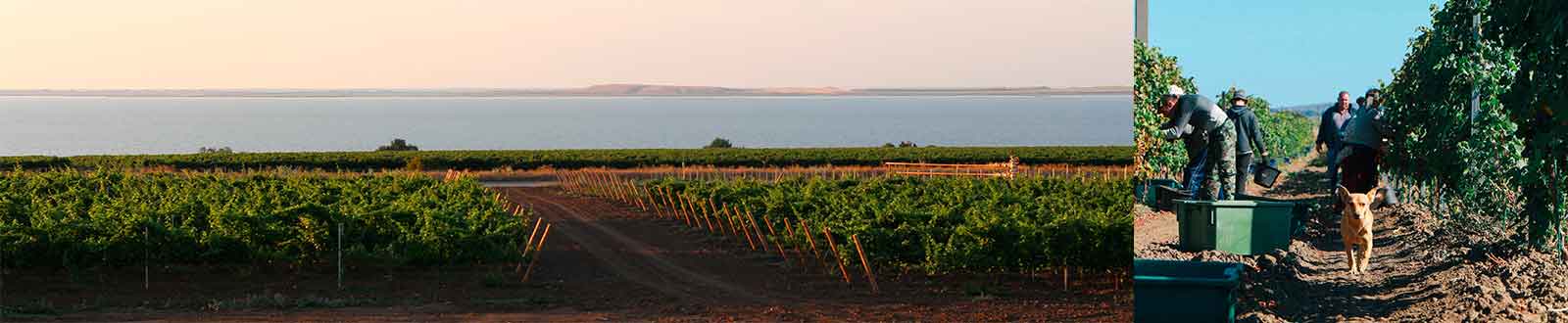 Пейзаж Винодельня Темеринда
